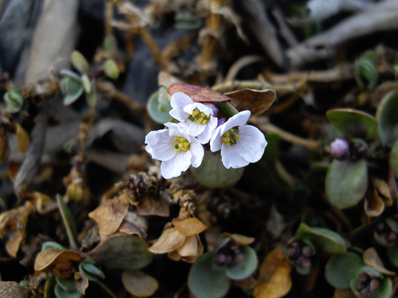 Aethionema oppositifolium